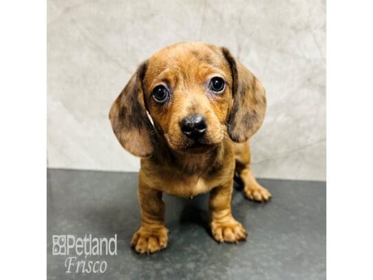 [#33500] Brindle Male Miniature Dachshund Puppies for Sale