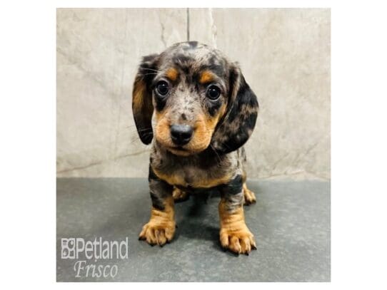 [#33499] Blue Merle Male Miniature Dachshund Puppies for Sale