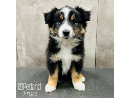 [#33542] Black Tricolor Male Miniature Australian Shepherd Puppies for Sale