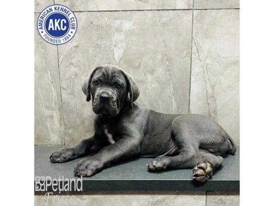 [#33547] Blue Male Cane Corso Puppies for Sale