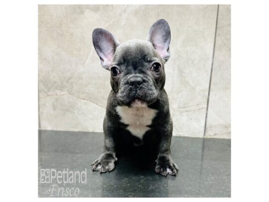 [#33553] Blue Brindle Male French Bulldog Puppies for Sale