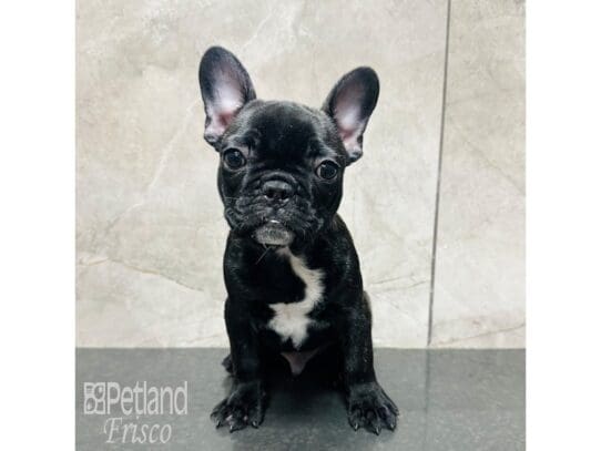 [#33554] Black Brindle Male French Bulldog Puppies for Sale