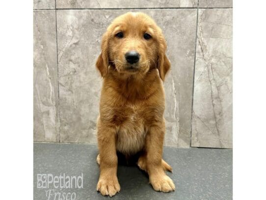 [#33559] Gold Male Golden Retriever Puppies for Sale