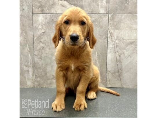 [#33557] Gold Male Golden Retriever Puppies for Sale
