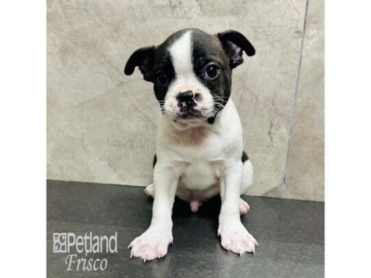 [#33571] Brindle / White Male Boston Terrier Puppies for Sale