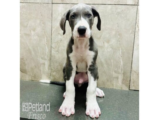 [#33569] Blue / White Male Great Dane Puppies for Sale