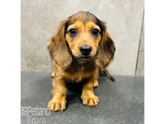 [#33564] Wild Boar Female Miniature Dachshund Puppies for Sale