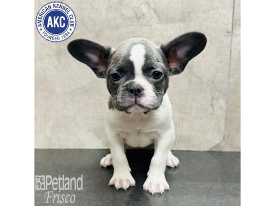 [#33563] Blue Female French Bulldog Puppies for Sale