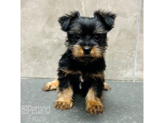 [#33580] Black and Tan Male Yorkshire Terrier Puppies for Sale