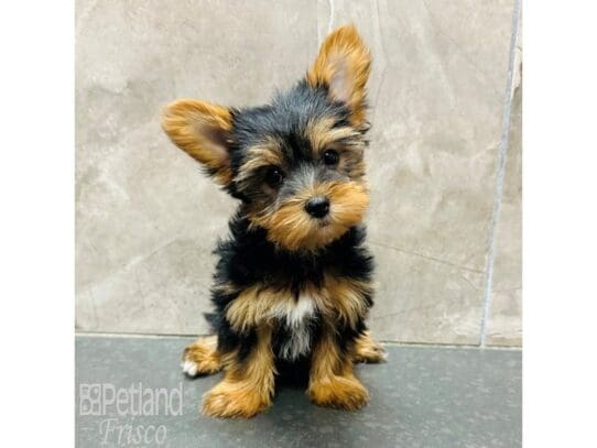 [#33581] Black and Tan Male Yorkshire Terrier Puppies for Sale