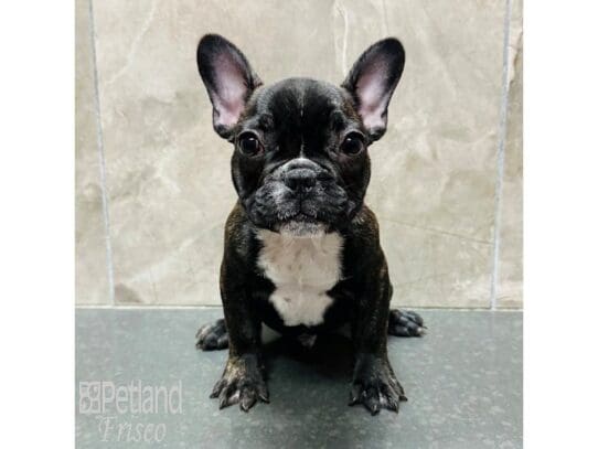 [#33593] Black Brindle Male French Bulldog Puppies for Sale