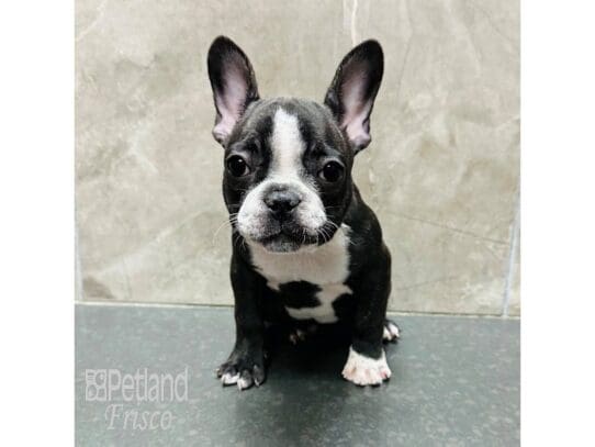 [#33591] Brindle / White Female French Bulldog Puppies for Sale