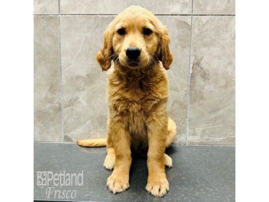 [#33583] Golden Male Golden Retriever Puppies for Sale