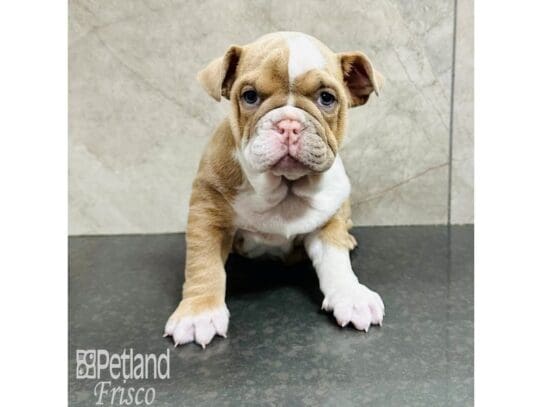 [#33578] Fawn and White Male English Bulldog Puppies for Sale