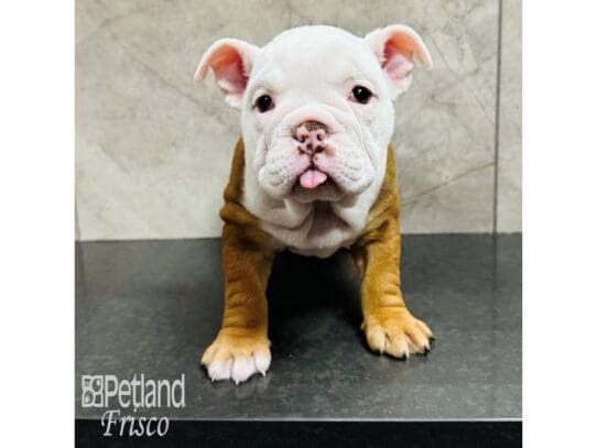 [#33576] Red and White Female English Bulldog Puppies for Sale