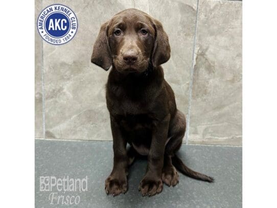 [#33587] Chocolate Female Labrador Retriever Puppies for Sale