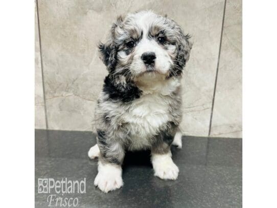[#33602] Blue Merle Male Bernedoodle Mini Puppies for Sale