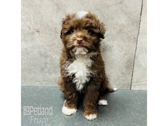 [#33605] Chocolate / White Male Poodle Puppies for Sale