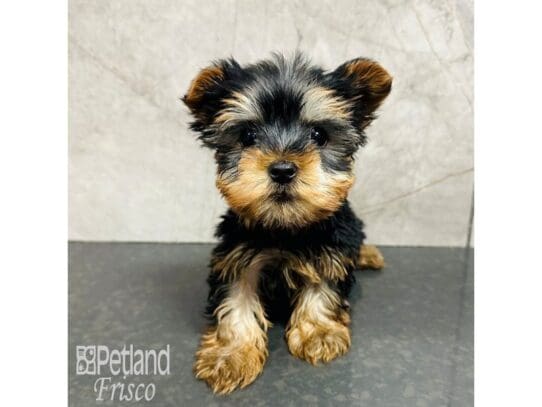 [#33607] Black / Tan Male Yorkshire Terrier Puppies for Sale