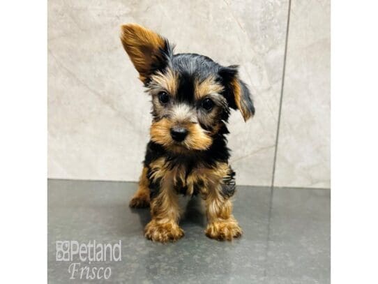 [#33608] Black / Tan Male Yorkshire Terrier Puppies for Sale