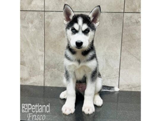 [#33609] Black / White Male Siberian Husky Puppies for Sale