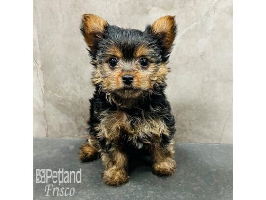 [#33615] Black / Tan Female Yorkshire Terrier Puppies for Sale