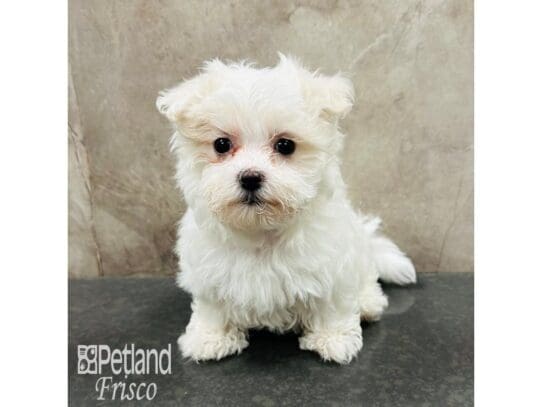 [#33619] White Female Maltese Puppies for Sale
