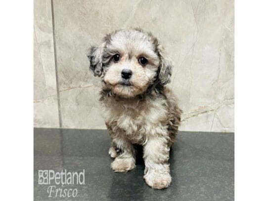 [#33620] Blue Merle Female Poodle Puppies for Sale