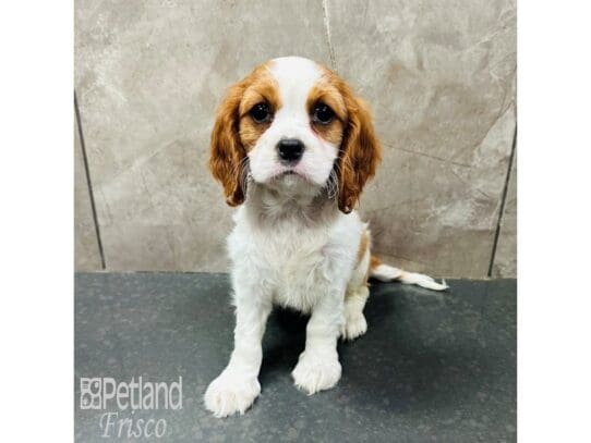 [#33623] Blenheim Female Cavalier King Charles Spaniel Puppies for Sale