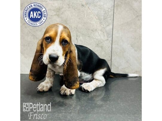 [#33616] Black Tan / White Male Basset Hound Puppies for Sale