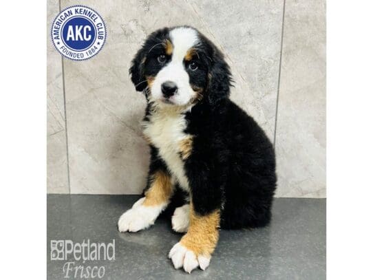 [#33613] Black Rust / White Female Bernese Mountain Dog Puppies for Sale