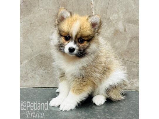 [#33586] Sable / White Male Pomeranian Puppies for Sale