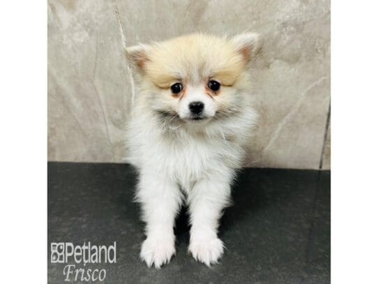 [#33649] Sable / White Male Pomeranian Puppies for Sale