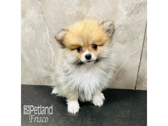 [#33648] Sable / White Female Pomeranian Puppies for Sale