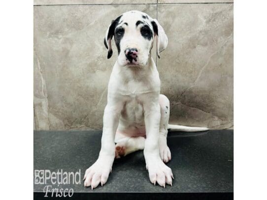 [#33644] Harlequin Female Great Dane Puppies for Sale