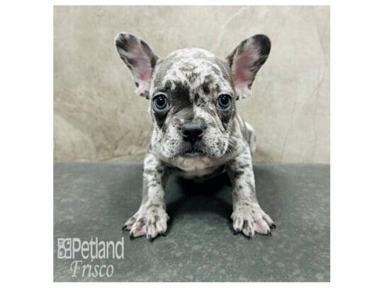 [#33643] Blue Merle Male French Bulldog Puppies for Sale