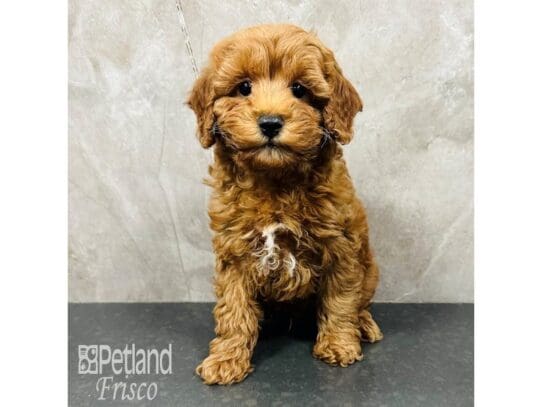 [#33641] Red Male Poodle Mini Puppies for Sale