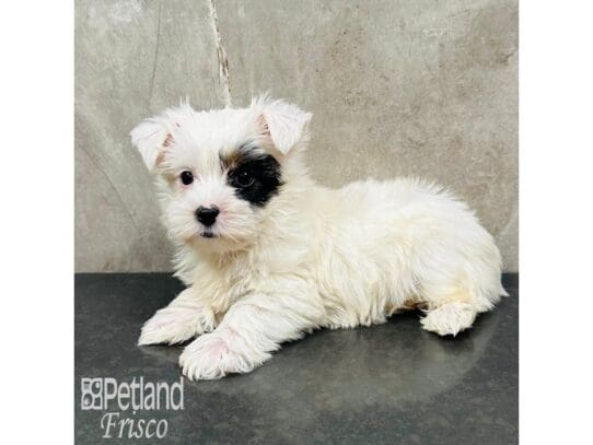 [#33638] White Male Yorkshire Terrier Puppies for Sale