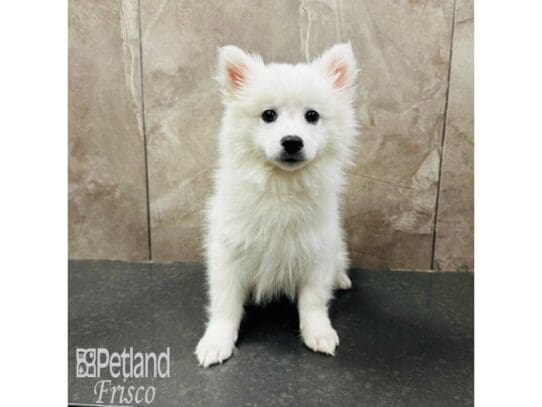 [#33637] White Female American Eskimo Puppies for Sale