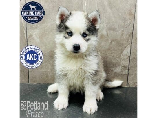 [#33636] Grey and White Female Siberian Husky Puppies for Sale