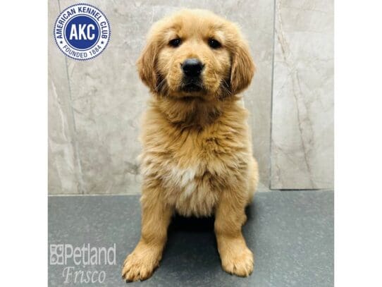 [#33630] Golden Female Golden Retriever Puppies for Sale