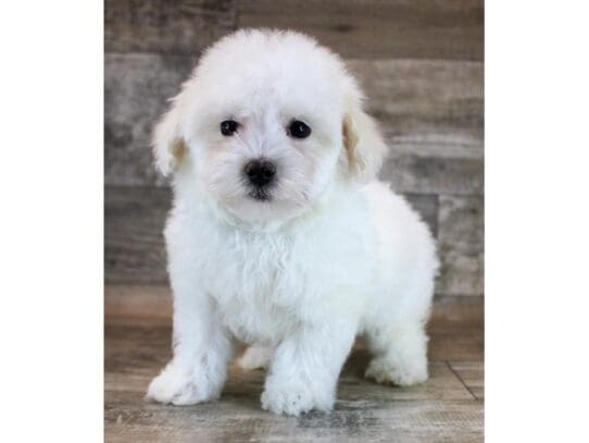 [#33651] Cream Male Maltipoo Puppies for Sale