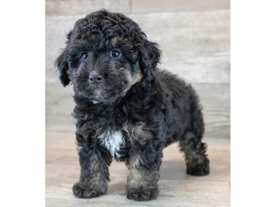 [#33656] Black / Tan Male Miniature Poodle Puppies for Sale