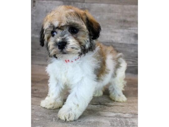 [#33663] Gold Sable Male Havanese Puppies for Sale