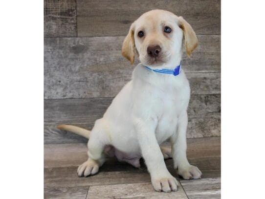 [#33652] Yellow Male Labrador Retriever Puppies for Sale