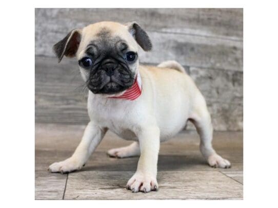 [#33661] Cream Female Pug Puppies for Sale
