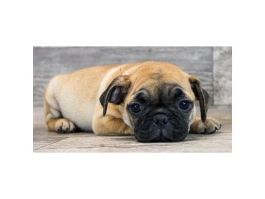 [#33664] Fawn Male Pug Puppies for Sale