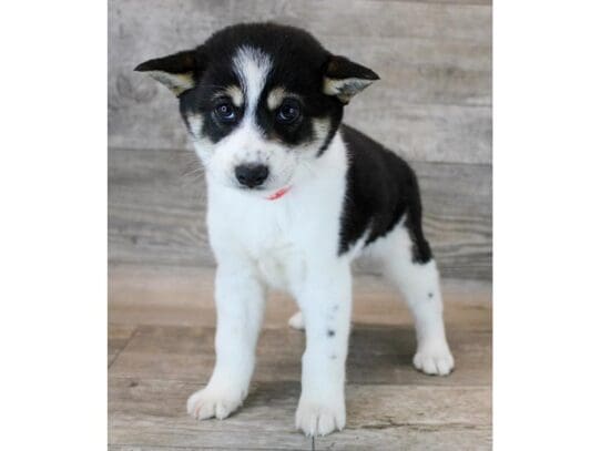[#33654] Black Tan / White Female Shiba Inu Puppies for Sale