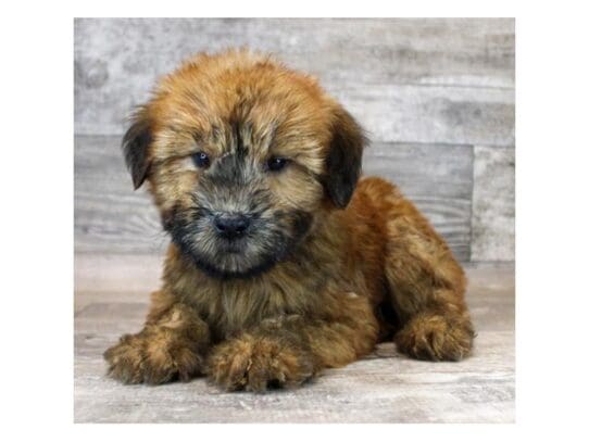 [#33659] Wheaten Male Soft Coated Wheaten Terrier Puppies for Sale
