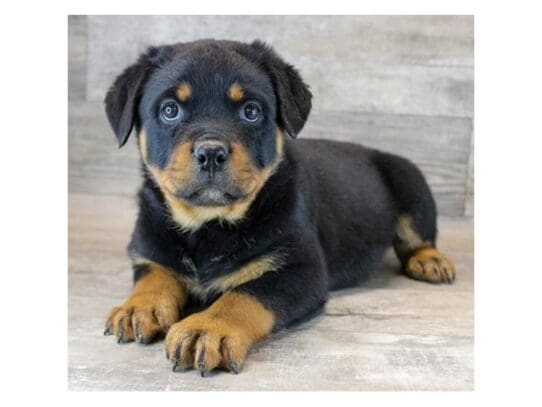 [#33658] Black / Rust Female Rottweiler Puppies for Sale